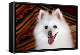 Portrait of an American Eskimo Dog-Zandria Muench Beraldo-Framed Stretched Canvas