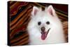 Portrait of an American Eskimo Dog-Zandria Muench Beraldo-Stretched Canvas