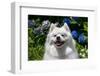 Portrait of an American Eskimo Dog-Zandria Muench Beraldo-Framed Photographic Print