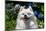 Portrait of an American Eskimo Dog-Zandria Muench Beraldo-Mounted Photographic Print