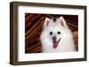 Portrait of an American Eskimo Dog-Zandria Muench Beraldo-Framed Photographic Print