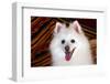 Portrait of an American Eskimo Dog-Zandria Muench Beraldo-Framed Photographic Print