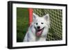 Portrait of an American Eskimo Puppy-Zandria Muench Beraldo-Framed Photographic Print