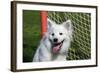 Portrait of an American Eskimo Puppy-Zandria Muench Beraldo-Framed Photographic Print