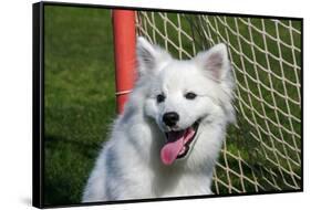 Portrait of an American Eskimo Puppy-Zandria Muench Beraldo-Framed Stretched Canvas