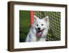 Portrait of an American Eskimo Puppy-Zandria Muench Beraldo-Framed Photographic Print