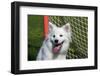 Portrait of an American Eskimo Puppy-Zandria Muench Beraldo-Framed Photographic Print