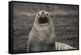 Portrait of an Antarctic fur seal (Arctocephalus gazella), Deception Island, Antarctica, Polar Regi-Sergio Pitamitz-Framed Stretched Canvas