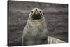 Portrait of an Antarctic fur seal (Arctocephalus gazella), Deception Island, Antarctica, Polar Regi-Sergio Pitamitz-Stretched Canvas