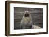 Portrait of an Antarctic fur seal (Arctocephalus gazella), Deception Island, Antarctica, Polar Regi-Sergio Pitamitz-Framed Photographic Print