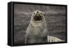 Portrait of an Antarctic fur seal (Arctocephalus gazella), Deception Island, Antarctica, Polar Regi-Sergio Pitamitz-Framed Stretched Canvas