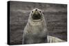 Portrait of an Antarctic fur seal (Arctocephalus gazella), Deception Island, Antarctica, Polar Regi-Sergio Pitamitz-Stretched Canvas