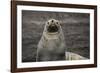 Portrait of an Antarctic fur seal (Arctocephalus gazella), Deception Island, Antarctica, Polar Regi-Sergio Pitamitz-Framed Photographic Print