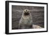 Portrait of an Antarctic fur seal (Arctocephalus gazella), Deception Island, Antarctica, Polar Regi-Sergio Pitamitz-Framed Photographic Print