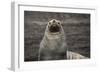 Portrait of an Antarctic fur seal (Arctocephalus gazella), Deception Island, Antarctica, Polar Regi-Sergio Pitamitz-Framed Photographic Print