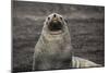 Portrait of an Antarctic fur seal (Arctocephalus gazella), Deception Island, Antarctica, Polar Regi-Sergio Pitamitz-Mounted Photographic Print