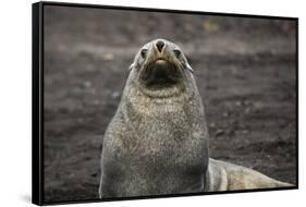 Portrait of an Antarctic fur seal (Arctocephalus gazella), Deception Island, Antarctica, Polar Regi-Sergio Pitamitz-Framed Stretched Canvas