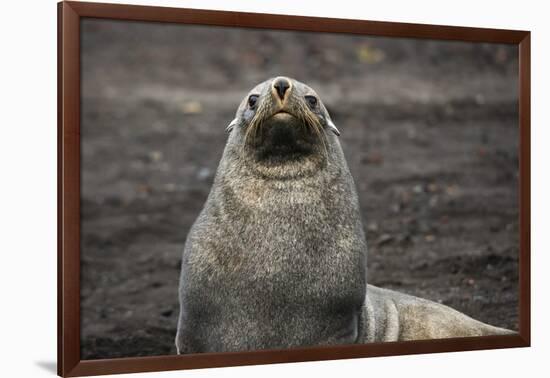 Portrait of an Antarctic fur seal (Arctocephalus gazella), Deception Island, Antarctica, Polar Regi-Sergio Pitamitz-Framed Photographic Print