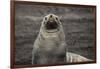 Portrait of an Antarctic fur seal (Arctocephalus gazella), Deception Island, Antarctica, Polar Regi-Sergio Pitamitz-Framed Photographic Print