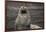 Portrait of an Antarctic fur seal (Arctocephalus gazella), Deception Island, Antarctica, Polar Regi-Sergio Pitamitz-Framed Photographic Print