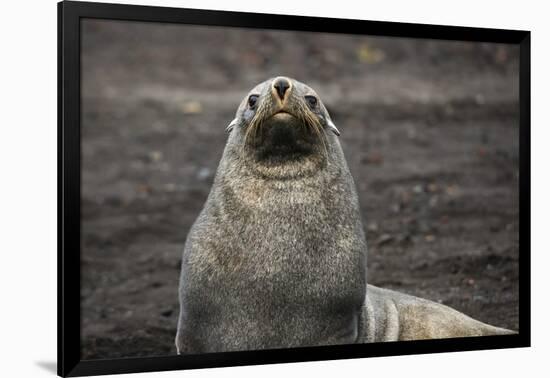 Portrait of an Antarctic fur seal (Arctocephalus gazella), Deception Island, Antarctica, Polar Regi-Sergio Pitamitz-Framed Photographic Print