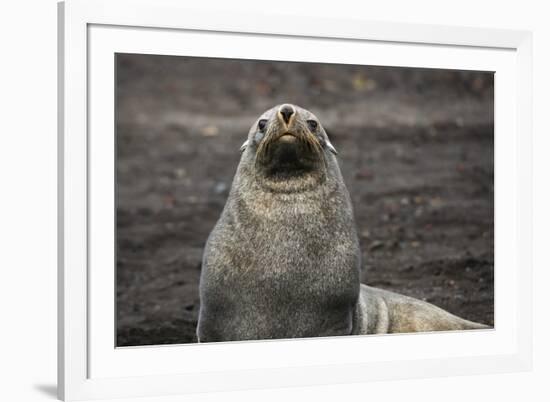 Portrait of an Antarctic fur seal (Arctocephalus gazella), Deception Island, Antarctica, Polar Regi-Sergio Pitamitz-Framed Photographic Print