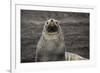 Portrait of an Antarctic fur seal (Arctocephalus gazella), Deception Island, Antarctica, Polar Regi-Sergio Pitamitz-Framed Photographic Print