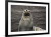 Portrait of an Antarctic fur seal (Arctocephalus gazella), Deception Island, Antarctica, Polar Regi-Sergio Pitamitz-Framed Photographic Print