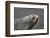 Portrait of an Antarctic fur seal (Arctocephalus gazella), Deception Island, Antarctica, Polar Regi-Sergio Pitamitz-Framed Photographic Print