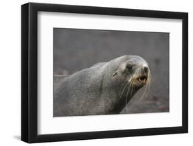 Portrait of an Antarctic fur seal (Arctocephalus gazella), Deception Island, Antarctica, Polar Regi-Sergio Pitamitz-Framed Photographic Print