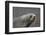 Portrait of an Antarctic fur seal (Arctocephalus gazella), Deception Island, Antarctica, Polar Regi-Sergio Pitamitz-Framed Photographic Print