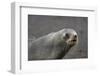 Portrait of an Antarctic fur seal (Arctocephalus gazella), Deception Island, Antarctica, Polar Regi-Sergio Pitamitz-Framed Photographic Print