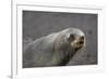 Portrait of an Antarctic fur seal (Arctocephalus gazella), Deception Island, Antarctica, Polar Regi-Sergio Pitamitz-Framed Photographic Print