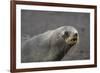 Portrait of an Antarctic fur seal (Arctocephalus gazella), Deception Island, Antarctica, Polar Regi-Sergio Pitamitz-Framed Photographic Print