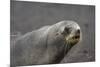 Portrait of an Antarctic fur seal (Arctocephalus gazella), Deception Island, Antarctica, Polar Regi-Sergio Pitamitz-Mounted Photographic Print