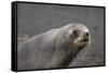 Portrait of an Antarctic fur seal (Arctocephalus gazella), Deception Island, Antarctica, Polar Regi-Sergio Pitamitz-Framed Stretched Canvas