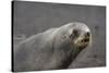 Portrait of an Antarctic fur seal (Arctocephalus gazella), Deception Island, Antarctica, Polar Regi-Sergio Pitamitz-Stretched Canvas