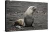 Portrait of an Antarctic fur seal (Arctocephalus gazella), Deception Island, Antarctica, Polar Regi-Sergio Pitamitz-Stretched Canvas