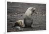 Portrait of an Antarctic fur seal (Arctocephalus gazella), Deception Island, Antarctica, Polar Regi-Sergio Pitamitz-Framed Photographic Print