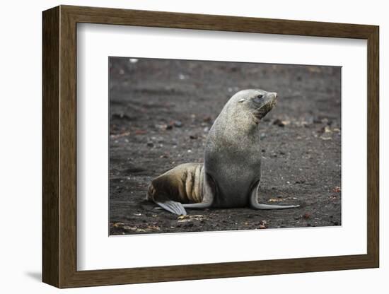 Portrait of an Antarctic fur seal (Arctocephalus gazella), Deception Island, Antarctica, Polar Regi-Sergio Pitamitz-Framed Photographic Print