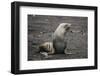 Portrait of an Antarctic fur seal (Arctocephalus gazella), Deception Island, Antarctica, Polar Regi-Sergio Pitamitz-Framed Photographic Print