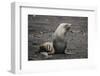 Portrait of an Antarctic fur seal (Arctocephalus gazella), Deception Island, Antarctica, Polar Regi-Sergio Pitamitz-Framed Photographic Print