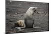 Portrait of an Antarctic fur seal (Arctocephalus gazella), Deception Island, Antarctica, Polar Regi-Sergio Pitamitz-Mounted Photographic Print