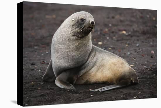 Portrait of an Antarctic fur seal (Arctocephalus gazella), Deception Island, Antarctica, Polar Regi-Sergio Pitamitz-Stretched Canvas