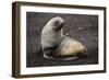 Portrait of an Antarctic fur seal (Arctocephalus gazella), Deception Island, Antarctica, Polar Regi-Sergio Pitamitz-Framed Photographic Print