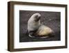 Portrait of an Antarctic fur seal (Arctocephalus gazella), Deception Island, Antarctica, Polar Regi-Sergio Pitamitz-Framed Photographic Print