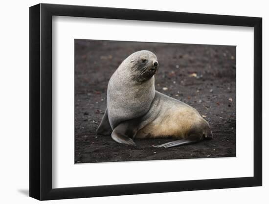 Portrait of an Antarctic fur seal (Arctocephalus gazella), Deception Island, Antarctica, Polar Regi-Sergio Pitamitz-Framed Photographic Print