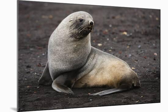 Portrait of an Antarctic fur seal (Arctocephalus gazella), Deception Island, Antarctica, Polar Regi-Sergio Pitamitz-Mounted Photographic Print