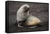 Portrait of an Antarctic fur seal (Arctocephalus gazella), Deception Island, Antarctica, Polar Regi-Sergio Pitamitz-Framed Stretched Canvas