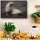 Portrait of an Antarctic fur seal (Arctocephalus gazella), Deception Island, Antarctica, Polar Regi-Sergio Pitamitz-Framed Stretched Canvas displayed on a wall